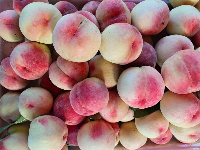 东莞蔬菜配送 工厂、项目部与长安镇的生鲜供应新标杆
